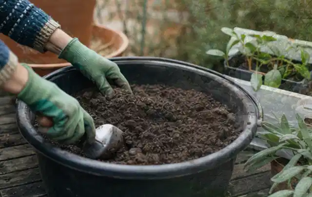 Behandschuhte Hände bereiten lockere Pflanzerde in einem großen Kübel vor; Thema Kakteen, Schwerpunkt Winterpflege; Umsetzung.