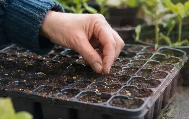 Hand legt einzelne Samen in vorbereitete Anzuchtschalen mit lockerer Erde; Thema Kakteen, Schwerpunkt Winterpflege; Ergebnis.