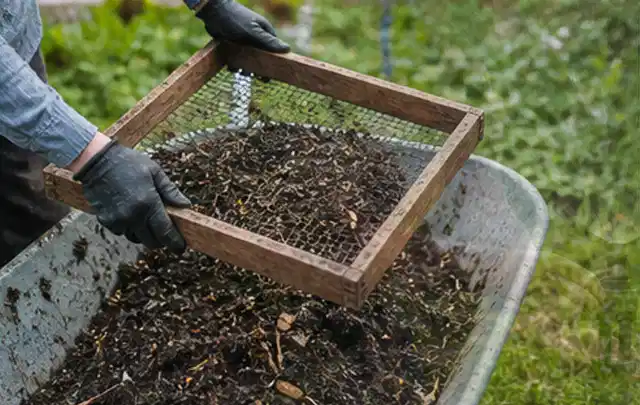 Behandschuhte Hände sieben reifen Kompost über einer Gartenschubkarre; Thema Kartoffeln, Schwerpunkt Anbau; Ausgangslage.