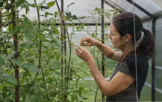 Person bindet junge Tomatentriebe in einem privaten Gewächshaus vorsichtig an; Thema Kartoffeln, Schwerpunkt Anbau; Praxisalltag.