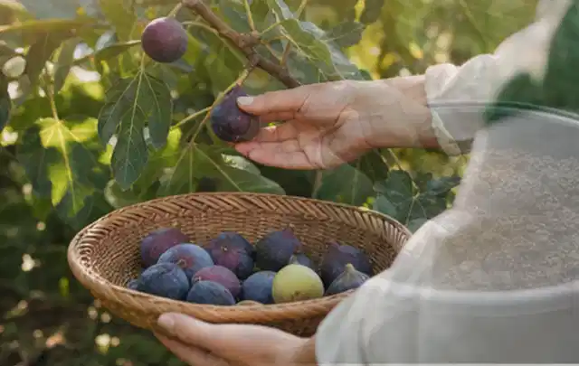 Hand pflückt eine reife Feige über einem flachen Korb mit Früchten; Thema Kartoffeln, Schwerpunkt Aussaat; Ausgangslage.