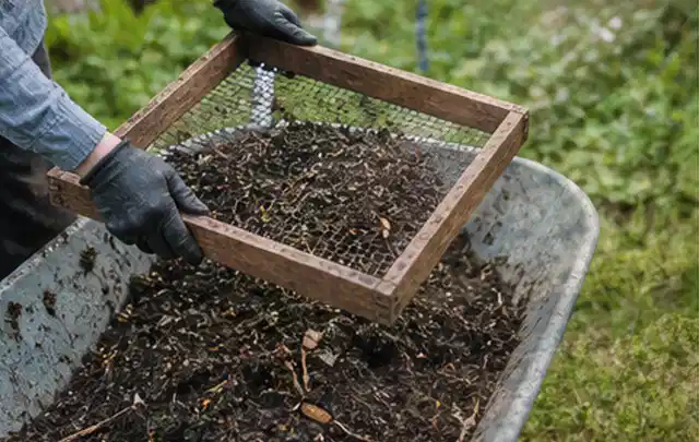 Behandschuhte Hände sieben reifen Kompost über einer Gartenschubkarre; Thema Kartoffeln, Schwerpunkt Aussaat; Umsetzung.