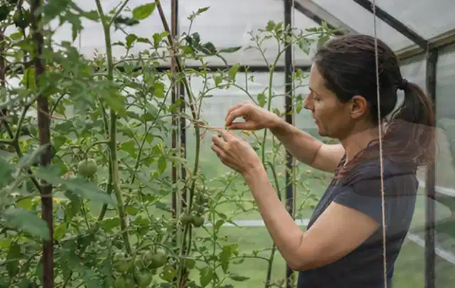 Person bindet junge Tomatentriebe in einem privaten Gewächshaus vorsichtig an; Thema Kartoffeln, Schwerpunkt Aussaat; Ergebnis.