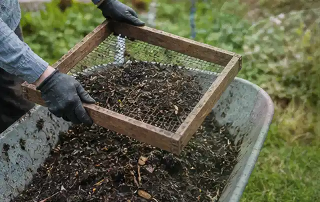 Behandschuhte Hände sieben reifen Kompost über einer Gartenschubkarre; Thema Kartoffeln, Schwerpunkt Boden; Umsetzung.