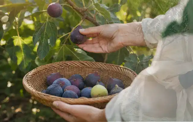 Hand pflückt eine reife Feige über einem flachen Korb mit Früchten; Thema Kartoffeln, Schwerpunkt Boden; Kontrolle.