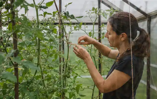 Person bindet junge Tomatentriebe in einem privaten Gewächshaus vorsichtig an; Thema Kartoffeln, Schwerpunkt Boden; Ergebnis.