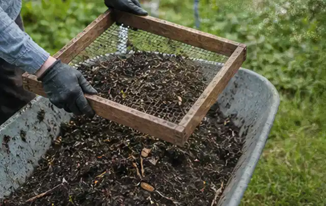 Behandschuhte Hände sieben reifen Kompost über einer Gartenschubkarre; Thema Kartoffeln, Schwerpunkt Einsteigerwissen; Kontrolle.