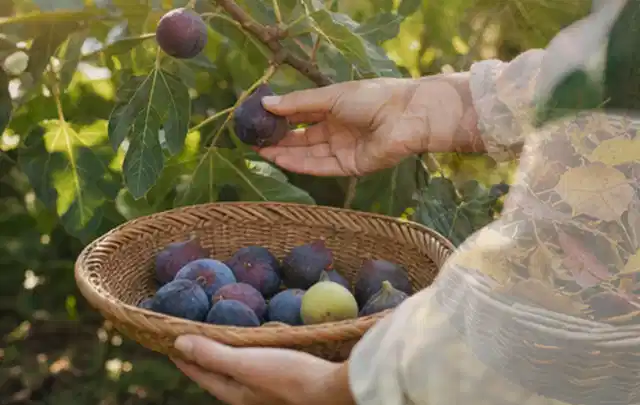 Hand pflückt eine reife Feige über einem flachen Korb mit Früchten; Thema Kartoffeln, Schwerpunkt Ernte; Kontrolle.