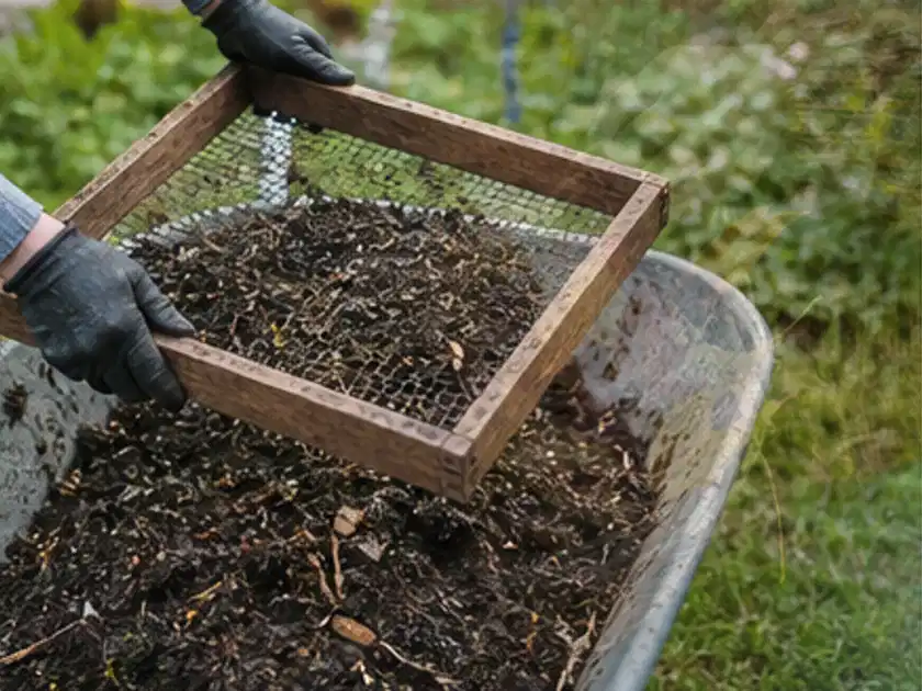 Behandschuhte Hände sieben reifen Kompost über einer Gartenschubkarre; Thema Kartoffeln, Schwerpunkt Ernteprobleme; Titelbild.