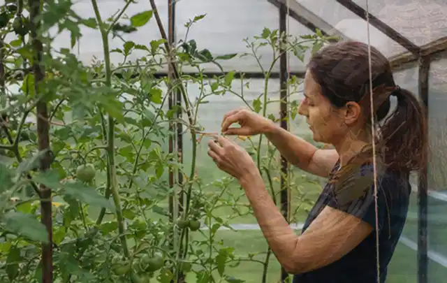 Person bindet junge Tomatentriebe in einem privaten Gewächshaus vorsichtig an; Thema Kartoffeln, Schwerpunkt Ernteprobleme; Ausgangslage.