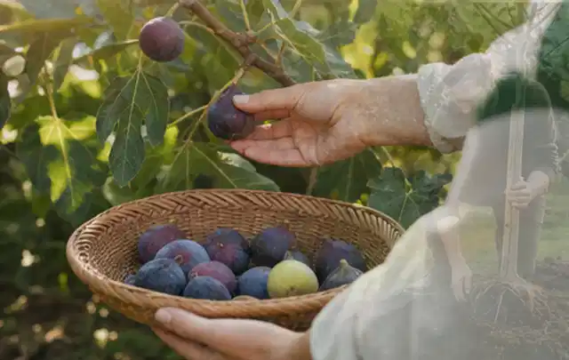 Hand pflückt eine reife Feige über einem flachen Korb mit Früchten; Thema Kartoffeln, Schwerpunkt Ernteprobleme; Umsetzung.