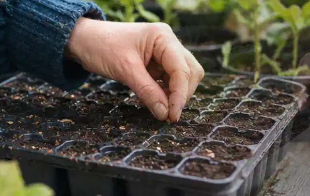Hand legt einzelne Samen in vorbereitete Anzuchtschalen mit lockerer Erde; Thema Kartoffeln, Schwerpunkt Gesundheit; Praxisalltag.