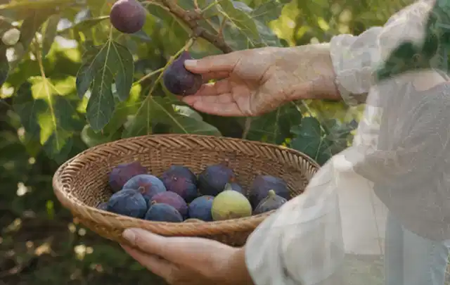 Hand pflückt eine reife Feige über einem flachen Korb mit Früchten; Thema Kartoffeln, Schwerpunkt Gewächshaus; Ergebnis.