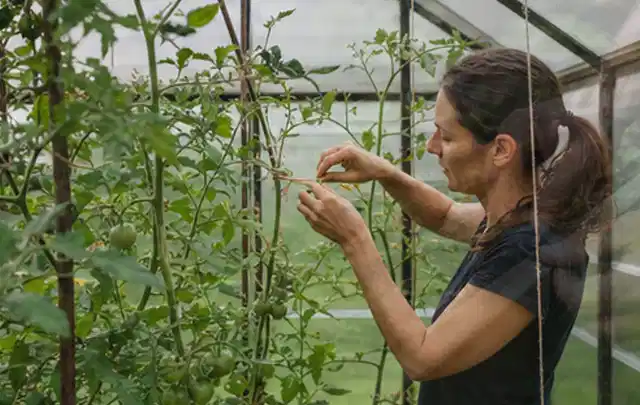Person bindet junge Tomatentriebe in einem privaten Gewächshaus vorsichtig an; Thema Kartoffeln, Schwerpunkt Hochbeet; Kontrolle.