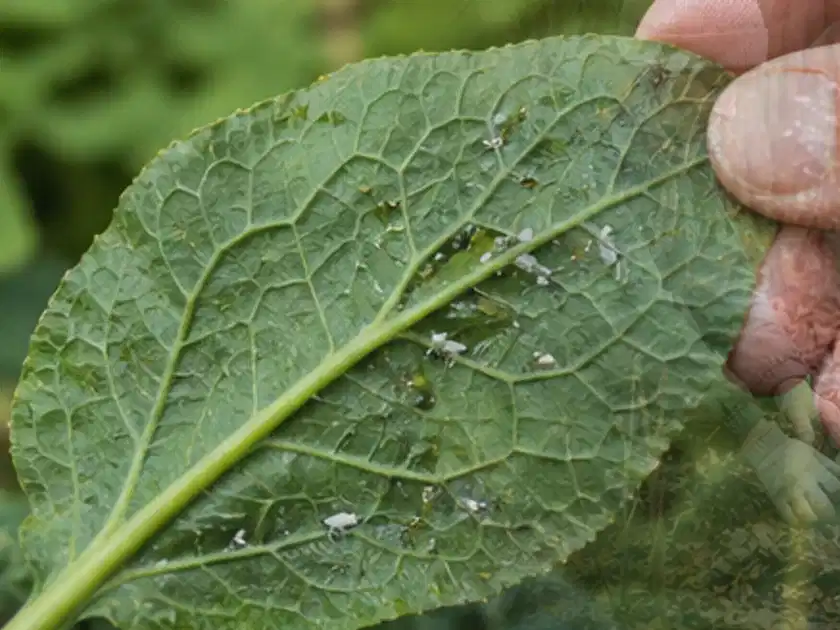 Hand hält ein Blatt mit kleinen hellen Schädlingen auf der Unterseite; Thema Kartoffeln, Schwerpunkt Pflanzenschutz; Titelbild.