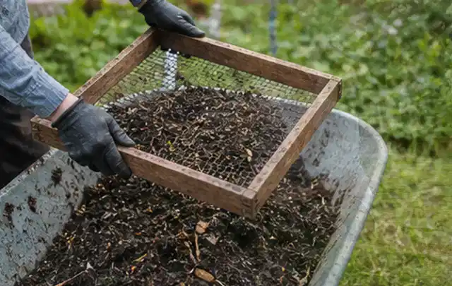 Behandschuhte Hände sieben reifen Kompost über einer Gartenschubkarre; Thema Kartoffeln, Schwerpunkt Pflanzenschutz; Umsetzung.