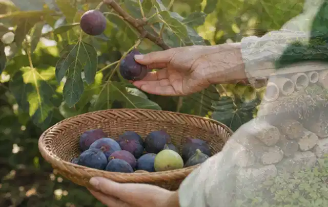 Hand pflückt eine reife Feige über einem flachen Korb mit Früchten; Thema Kartoffeln, Schwerpunkt Pflanzenschutz; Kontrolle.