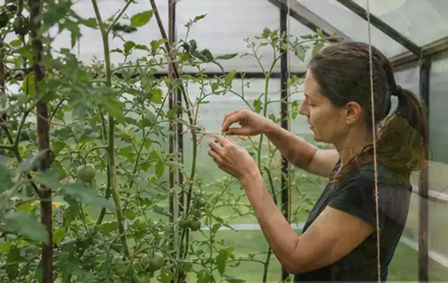 Person bindet junge Tomatentriebe in einem privaten Gewächshaus vorsichtig an; Thema Kartoffeln, Schwerpunkt Pflanzenschutz; Ergebnis.