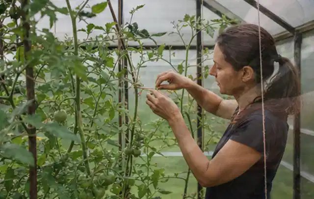 Person bindet junge Tomatentriebe in einem privaten Gewächshaus vorsichtig an; Thema Kartoffeln, Schwerpunkt Schnitt; Umsetzung.