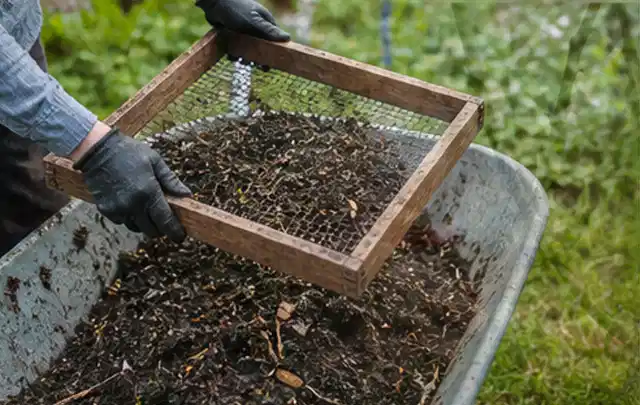 Behandschuhte Hände sieben reifen Kompost über einer Gartenschubkarre; Thema Kartoffeln, Schwerpunkt Sortenwahl; Ergebnis.