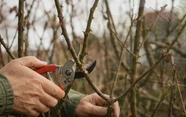 Hände schneiden einen älteren Rosenstrauch mit einer sauberen Gartenschere; Thema Kettensägen, Schwerpunkt Anwendung; Praxisalltag.