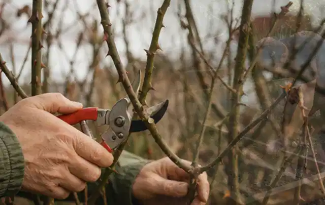 Hände schneiden einen älteren Rosenstrauch mit einer sauberen Gartenschere; Thema Kettensägen, Schwerpunkt Bestenliste; Umsetzung.