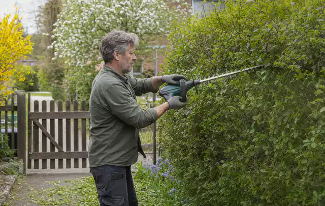 Person schneidet eine Gartenhecke mit einem motorisierten Gartengerät; Thema Kettensägen, Schwerpunkt Bestenliste; Praxisalltag.