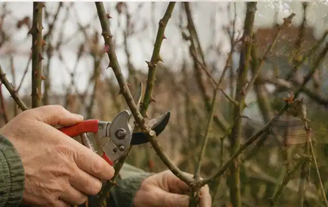 Hände schneiden einen älteren Rosenstrauch mit einer sauberen Gartenschere; Thema Kettensägen, Schwerpunkt Checkliste; Kontrolle.