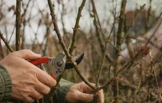 Hände schneiden einen älteren Rosenstrauch mit einer sauberen Gartenschere; Thema Kettensägen, Schwerpunkt Dimensionierung; Ausgangslage.