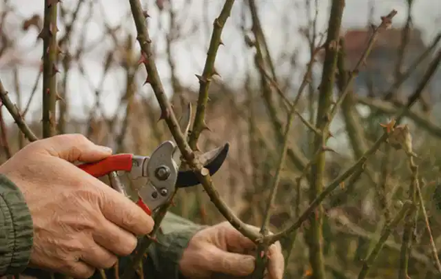 Hände schneiden einen älteren Rosenstrauch mit einer sauberen Gartenschere; Thema Kettensägen, Schwerpunkt Ersatzteile; Umsetzung.