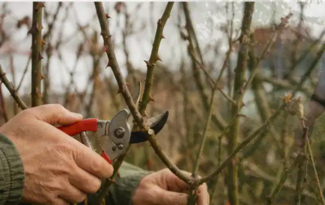 Hände schneiden einen älteren Rosenstrauch mit einer sauberen Gartenschere; Thema Kettensägen, Schwerpunkt Fehlerhilfe; Umsetzung.