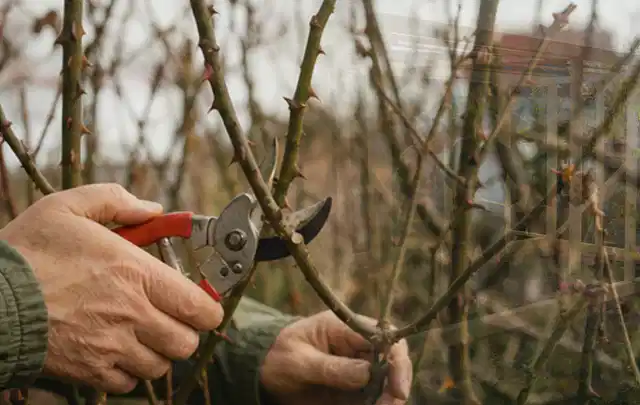 Hände schneiden einen älteren Rosenstrauch mit einer sauberen Gartenschere; Thema Kettensägen, Schwerpunkt Gärten mit großer Fläche; Ausgangslage.