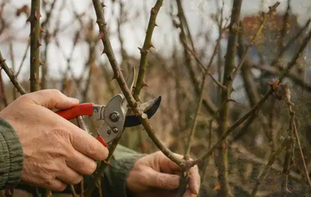Hände schneiden einen älteren Rosenstrauch mit einer sauberen Gartenschere; Thema Kettensägen, Schwerpunkt Gartengeräte; Kontrolle.