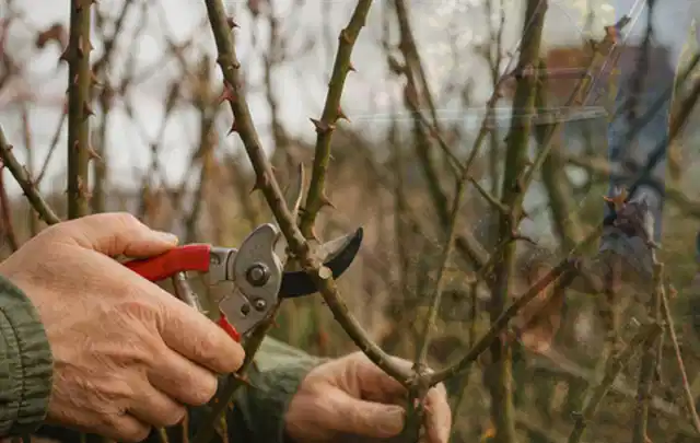 Hände schneiden einen älteren Rosenstrauch mit einer sauberen Gartenschere; Thema Kettensägen, Schwerpunkt Kaufberatung; Ergebnis.