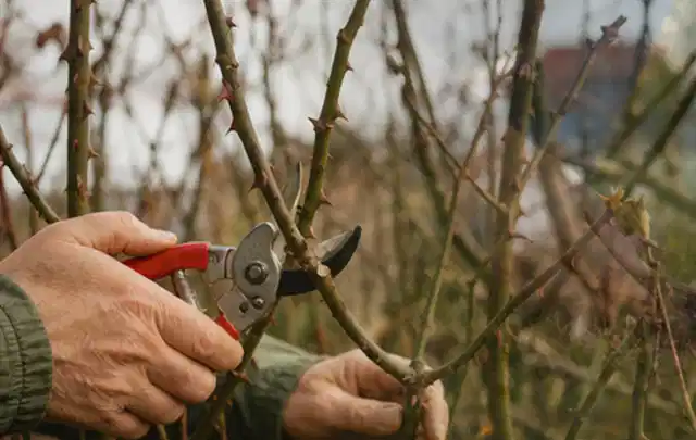 Hände schneiden einen älteren Rosenstrauch mit einer sauberen Gartenschere; Thema Kettensägen, Schwerpunkt Kosten; Ergebnis.