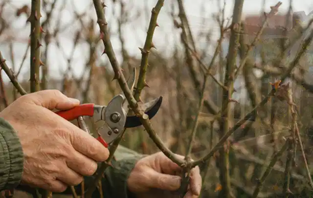 Hände schneiden einen älteren Rosenstrauch mit einer sauberen Gartenschere; Thema Kettensägen, Schwerpunkt Leistung; Kontrolle.
