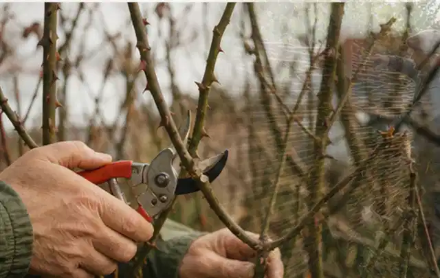 Hände schneiden einen älteren Rosenstrauch mit einer sauberen Gartenschere; Thema Kettensägen, Schwerpunkt Nachhaltigkeit; Ergebnis.