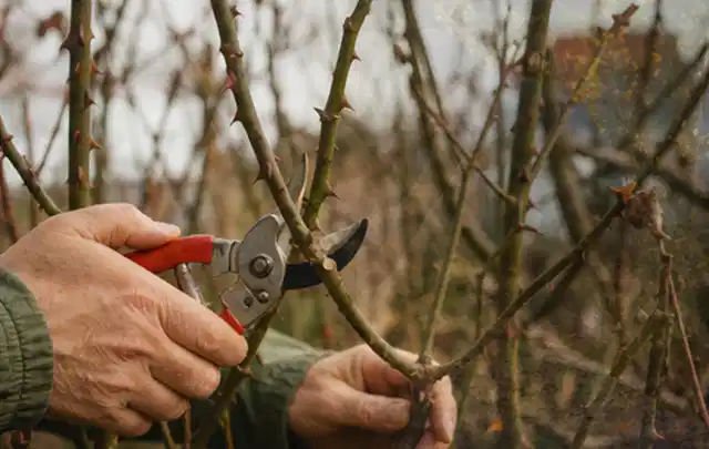 Hände schneiden einen älteren Rosenstrauch mit einer sauberen Gartenschere; Thema Kettensägen, Schwerpunkt Reparatur; Kontrolle.