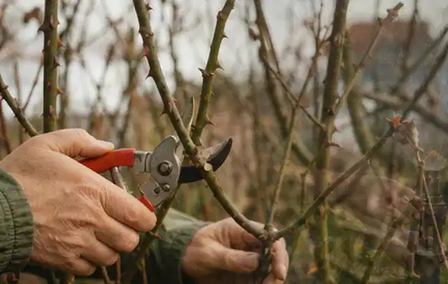Hände schneiden einen älteren Rosenstrauch mit einer sauberen Gartenschere; Thema Kettensägen, Schwerpunkt Sicherheit; Ergebnis.
