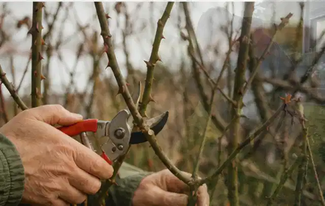 Hände schneiden einen älteren Rosenstrauch mit einer sauberen Gartenschere; Thema Kettensägen, Schwerpunkt Systemvergleich; Ausgangslage.