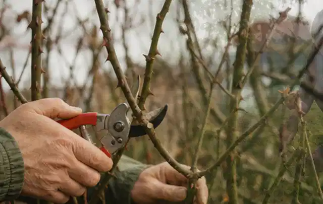 Hände schneiden einen älteren Rosenstrauch mit einer sauberen Gartenschere; Thema Kettensägen, Schwerpunkt Testkriterien; Ausgangslage.