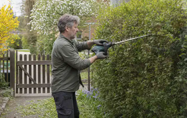 Person schneidet eine Gartenhecke mit einem motorisierten Gartengerät; Thema Kettensägen, Schwerpunkt Testkriterien; Praxisalltag.