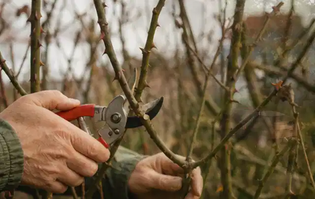 Hände schneiden einen älteren Rosenstrauch mit einer sauberen Gartenschere; Thema Kettensägen, Schwerpunkt Wartung; Ausgangslage.