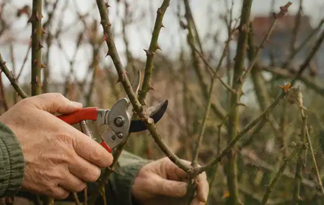 Hände schneiden einen älteren Rosenstrauch mit einer sauberen Gartenschere; Thema Kettensägen, Schwerpunkt Winterlager; Praxisalltag.