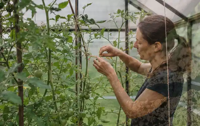 Person bindet junge Tomatentriebe in einem privaten Gewächshaus vorsichtig an; Thema Kirschbäume, Schwerpunkt Aussaat; Ausgangslage.