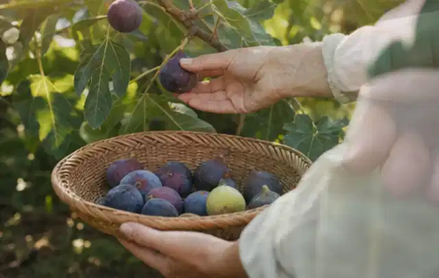 Hand pflückt eine reife Feige über einem flachen Korb mit Früchten; Thema Kirschbäume, Schwerpunkt Bewässerung; Ergebnis.