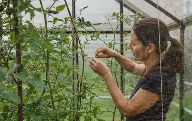 Person bindet junge Tomatentriebe in einem privaten Gewächshaus vorsichtig an; Thema Kirschbäume, Schwerpunkt Boden; Praxisalltag.