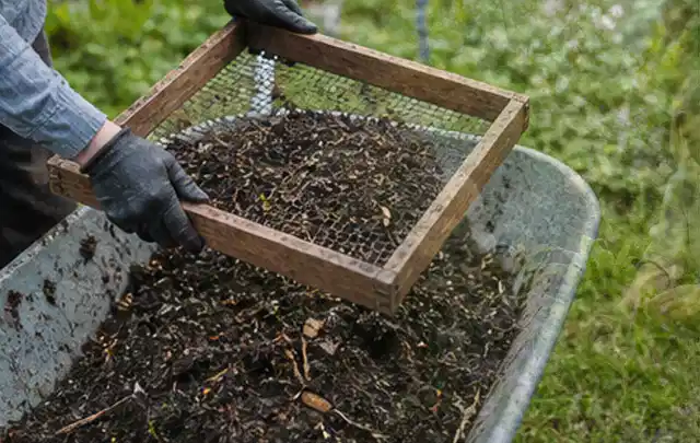 Behandschuhte Hände sieben reifen Kompost über einer Gartenschubkarre; Thema Kirschbäume, Schwerpunkt Einsteigerwissen; Umsetzung.