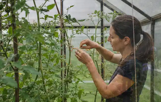 Person bindet junge Tomatentriebe in einem privaten Gewächshaus vorsichtig an; Thema Kirschbäume, Schwerpunkt Einsteigerwissen; Praxisalltag.