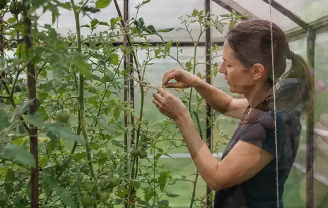 Person bindet junge Tomatentriebe in einem privaten Gewächshaus vorsichtig an; Thema Kirschbäume, Schwerpunkt Ernte; Kontrolle.